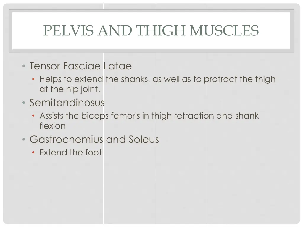 pelvis and thigh muscles