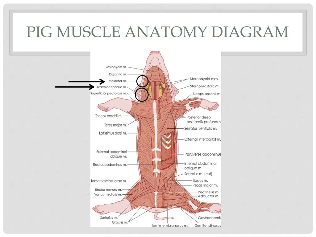 pig muscle anatomy diagram 1