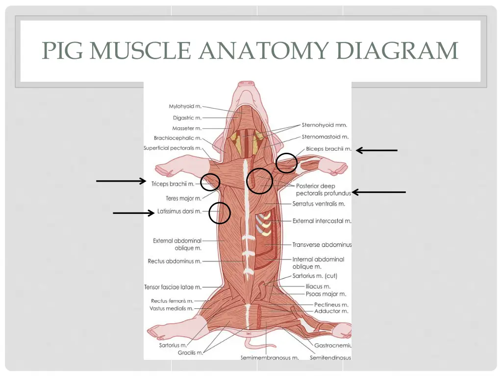 pig muscle anatomy diagram 3