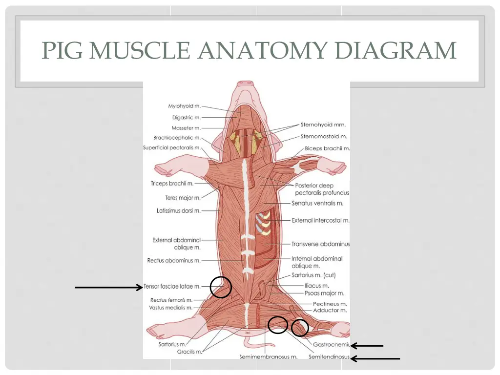 pig muscle anatomy diagram 5