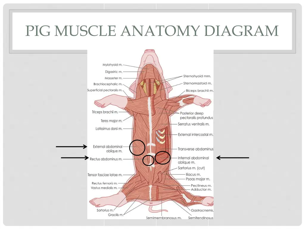 pig muscle anatomy diagram 6