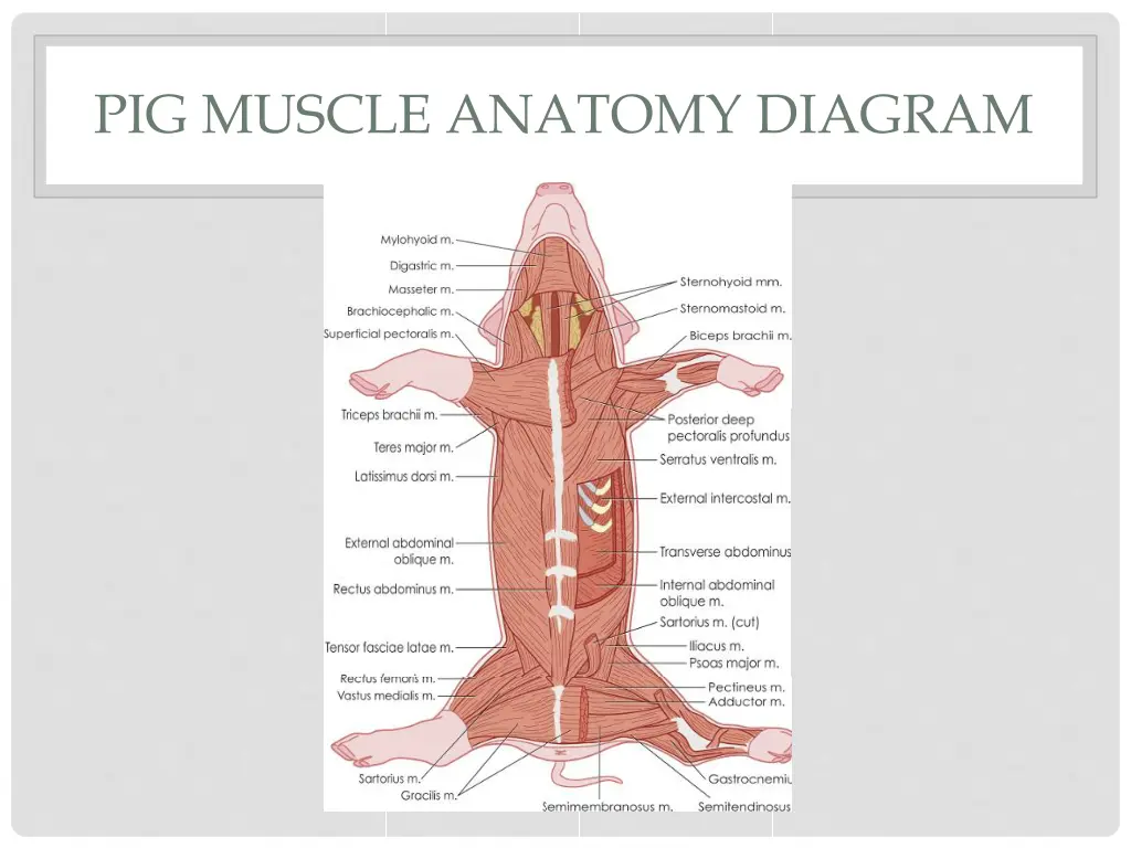 pig muscle anatomy diagram