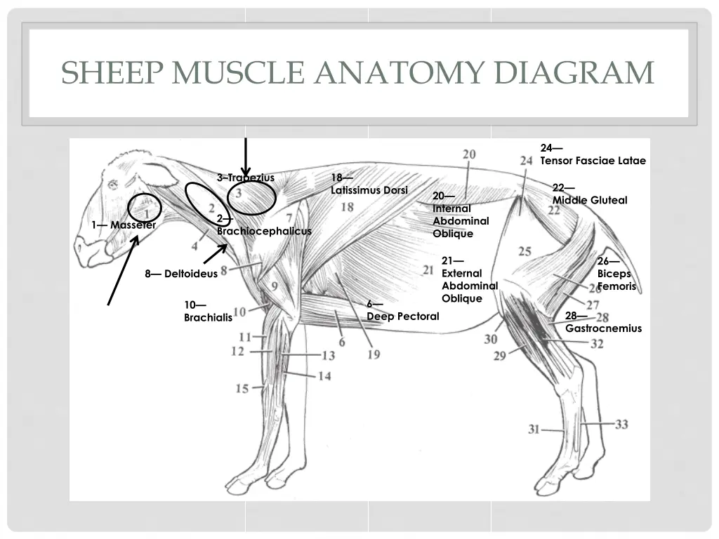 sheep muscle anatomy diagram 1