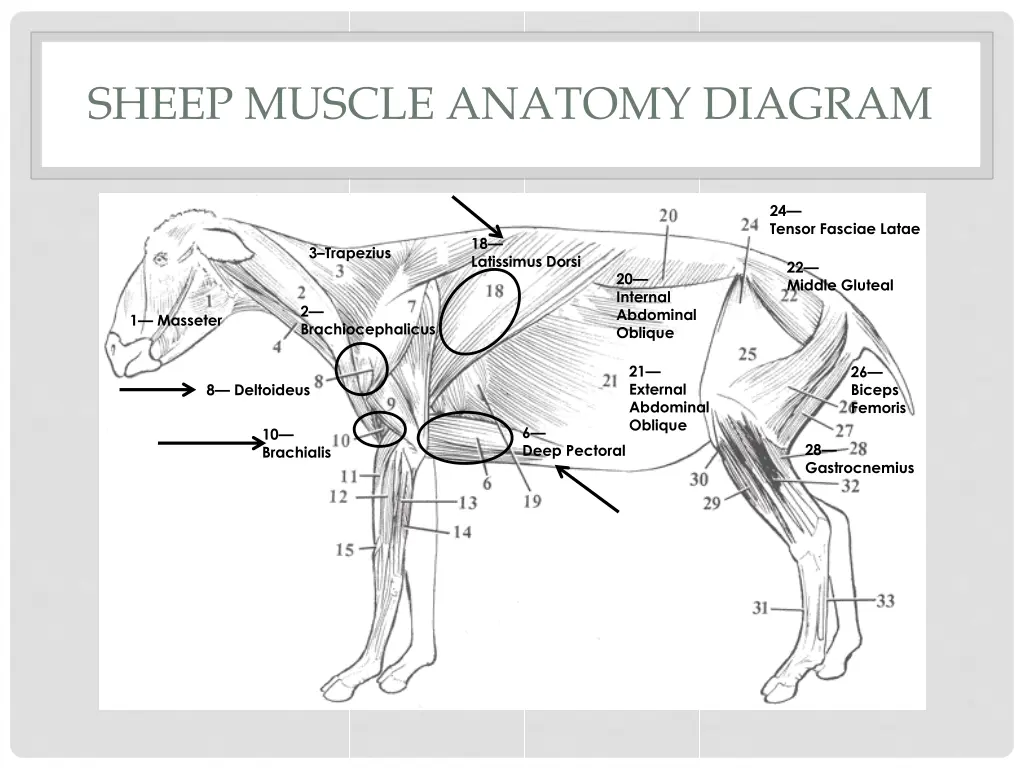 sheep muscle anatomy diagram 2