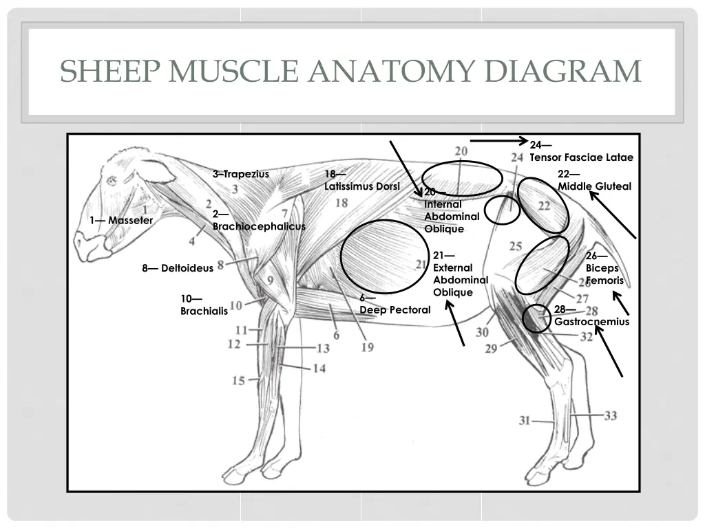 sheep muscle anatomy diagram 3