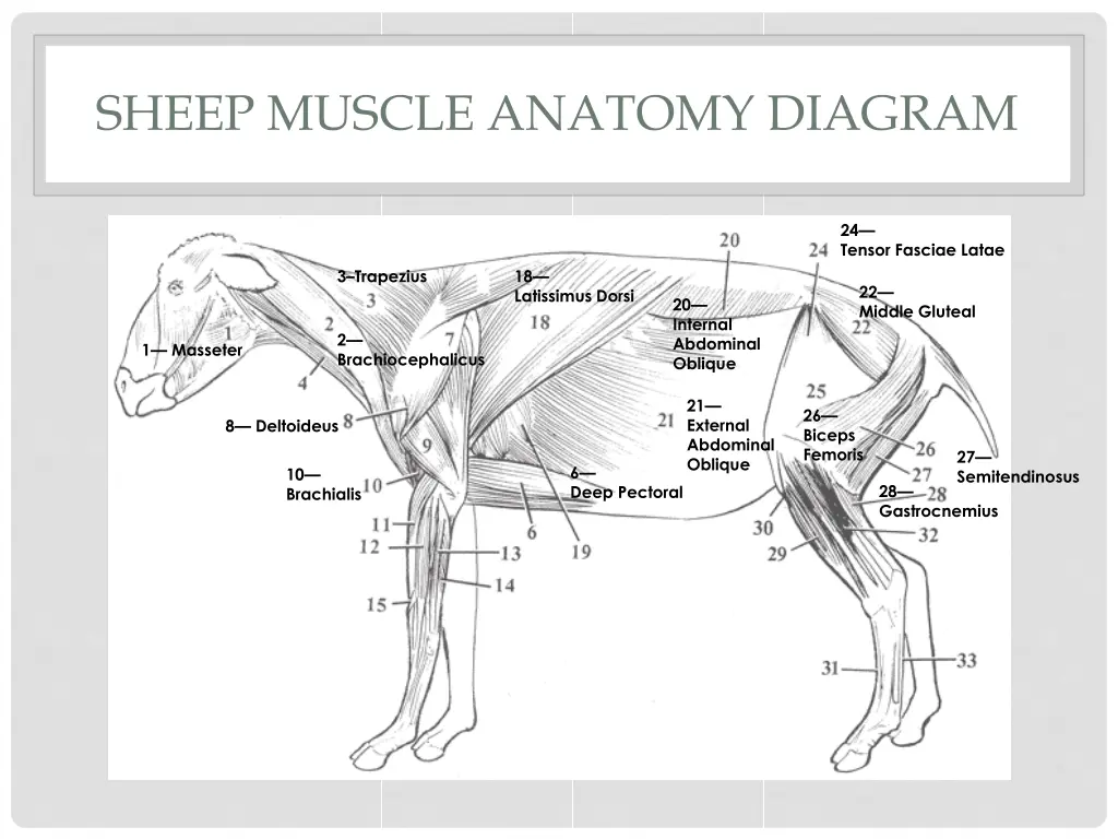 sheep muscle anatomy diagram