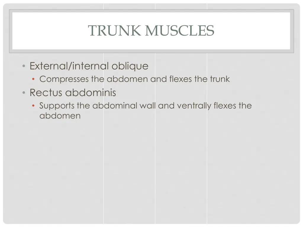 trunk muscles