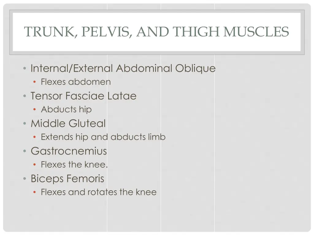 trunk pelvis and thigh muscles 1