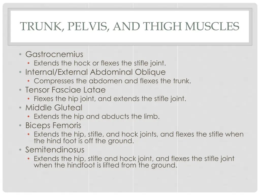 trunk pelvis and thigh muscles