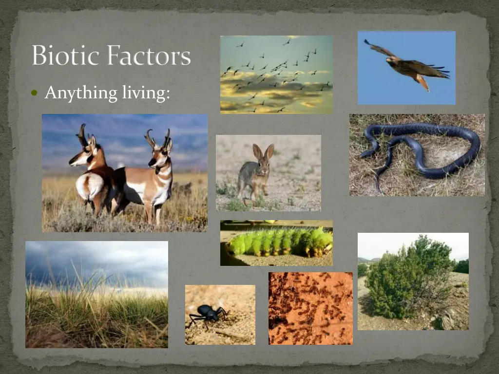 biotic factors