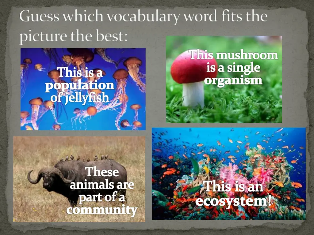 guess which vocabulary word fits the picture