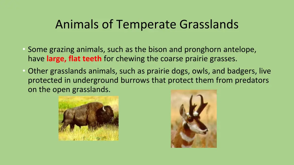 animals of temperate grasslands