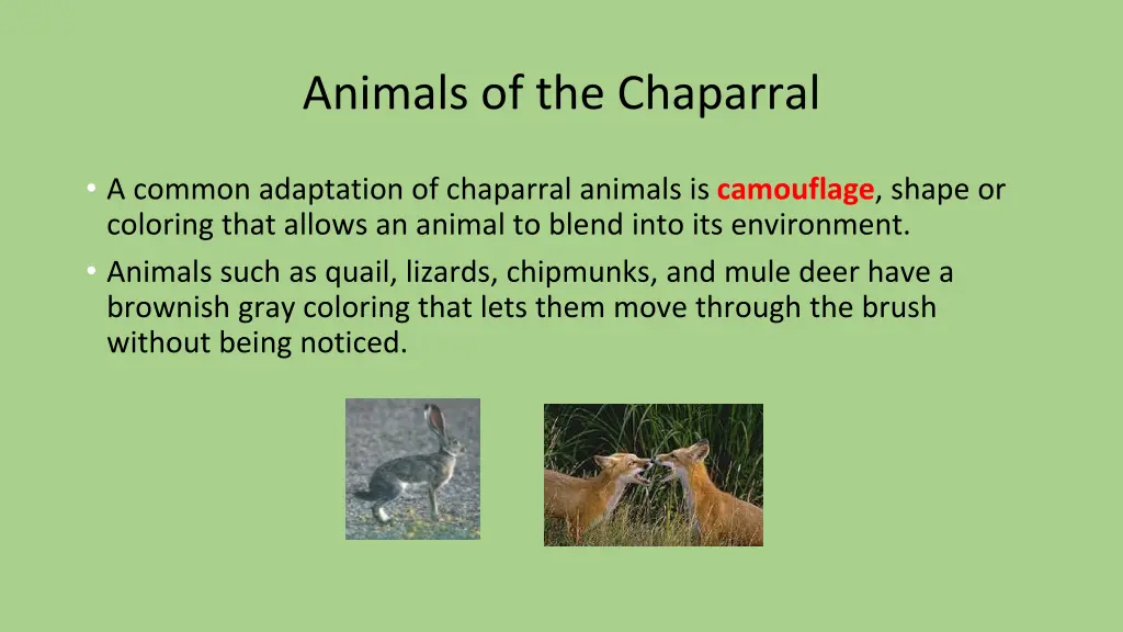 animals of the chaparral