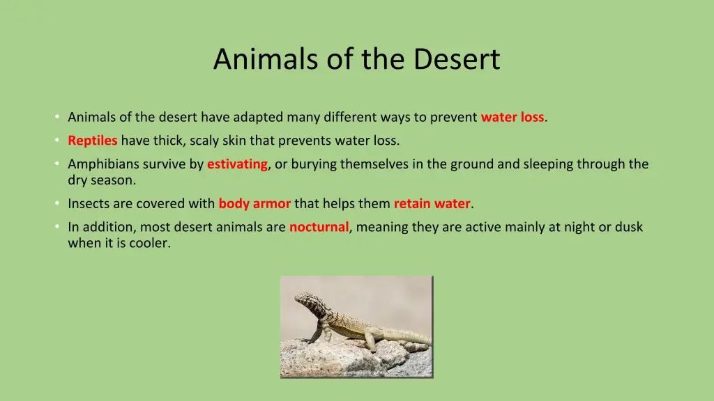 animals of the desert