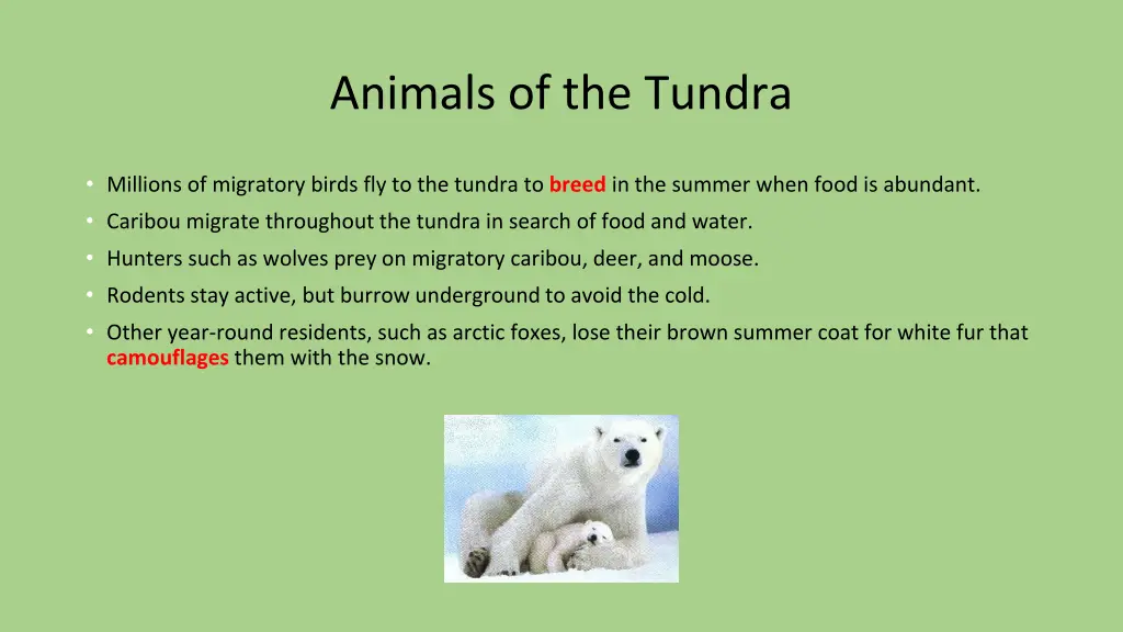 animals of the tundra