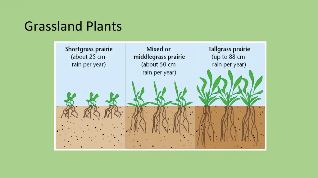 grassland plants