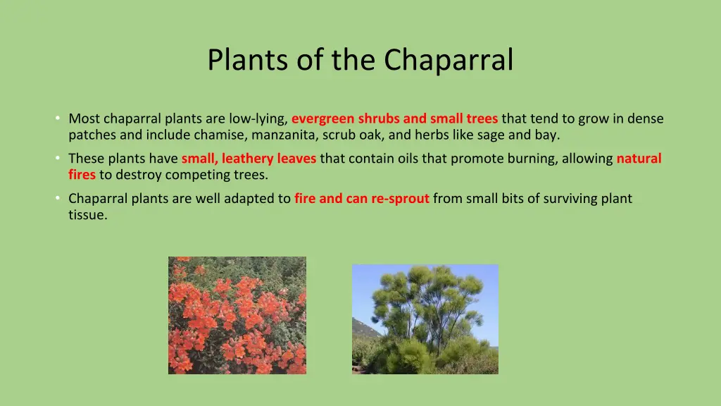 plants of the chaparral