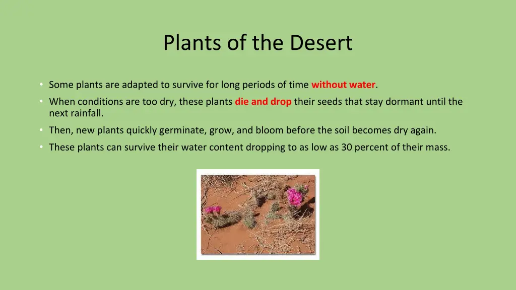 plants of the desert 1