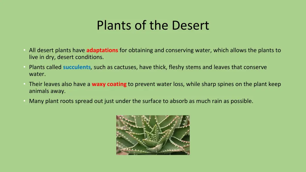 plants of the desert