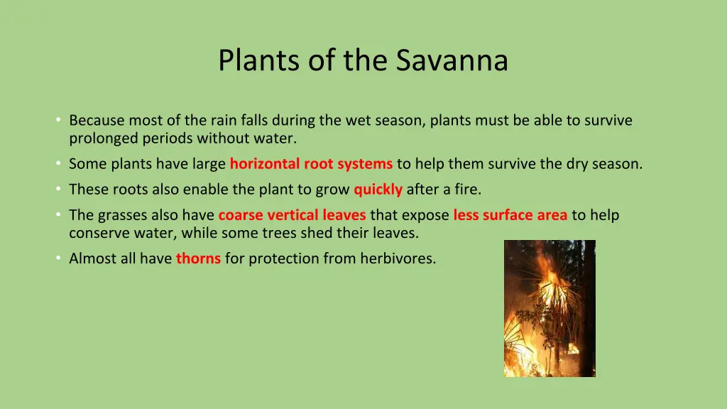 plants of the savanna