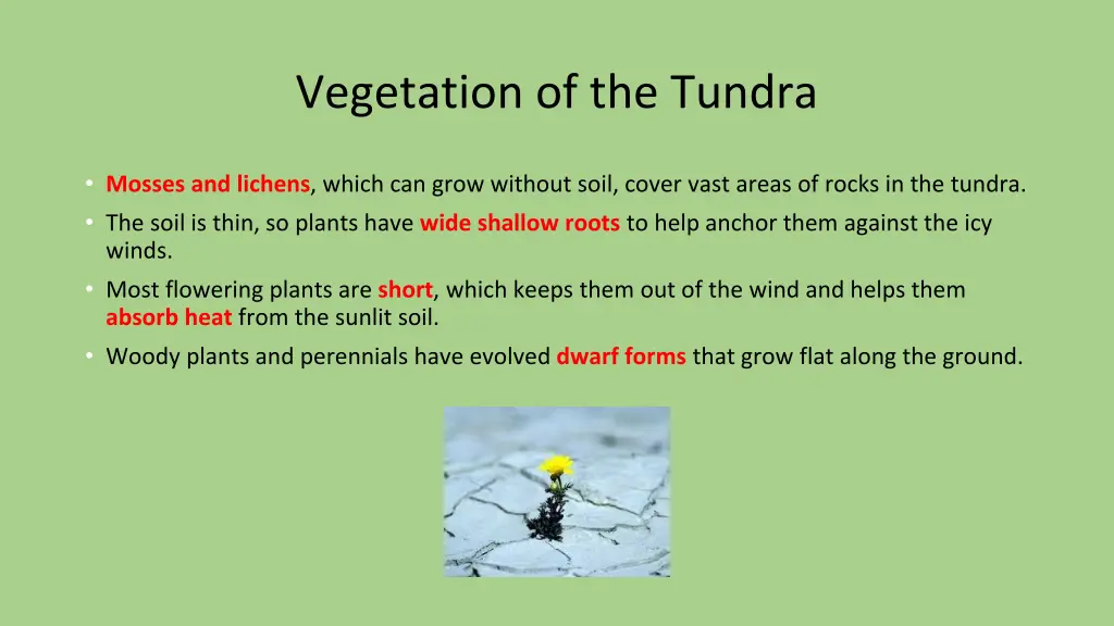 vegetation of the tundra