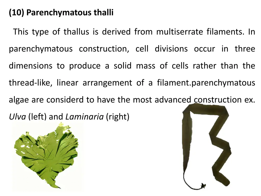 10 parenchymatous thalli