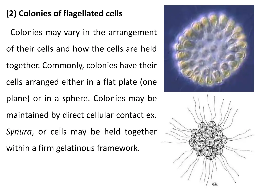 2 colonies of flagellated cells