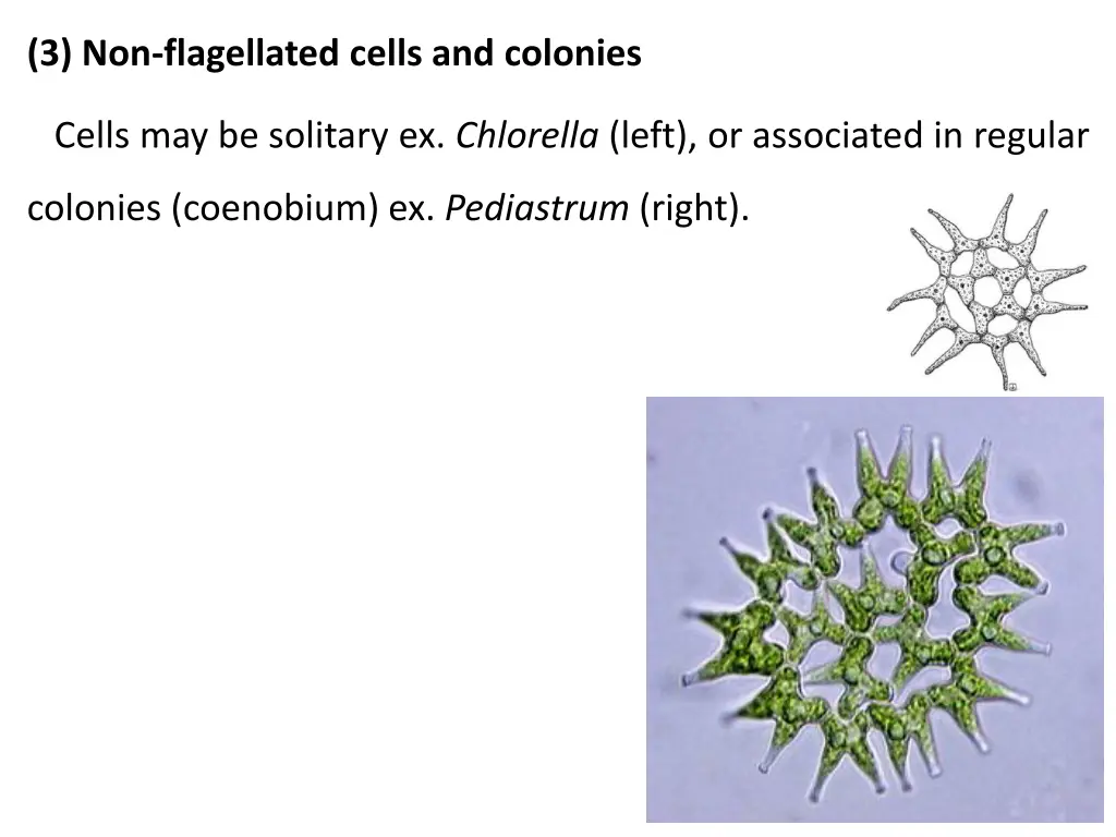 3 non flagellated cells and colonies