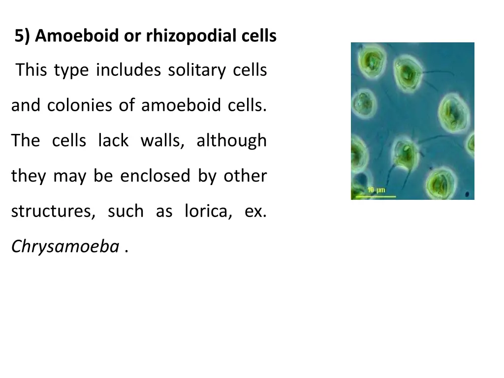 5 amoeboid or rhizopodial cells