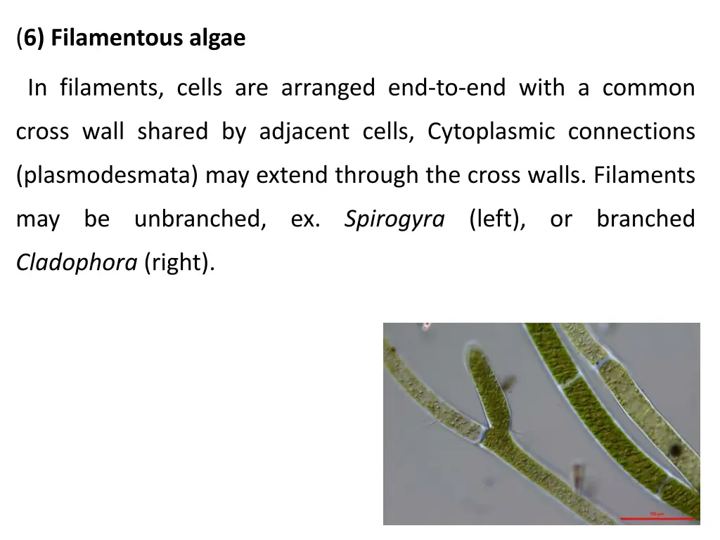 6 filamentous algae