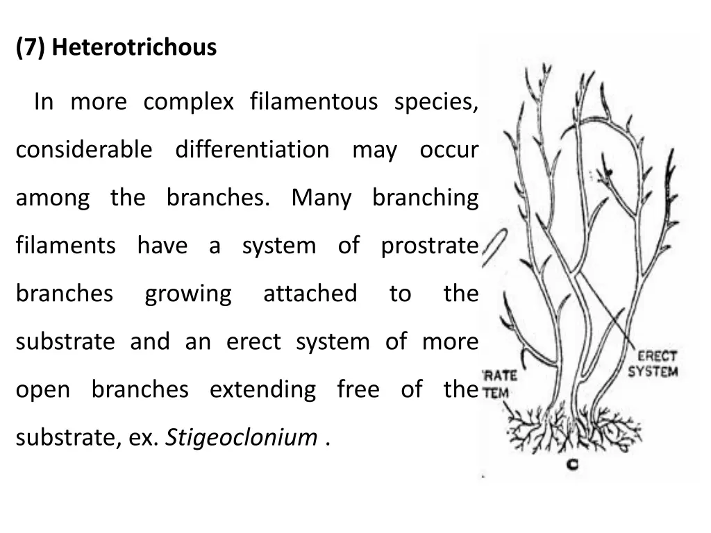 7 heterotrichous