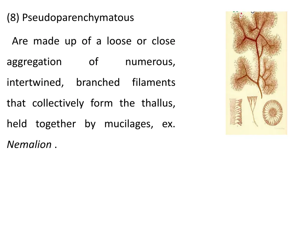 8 pseudoparenchymatous