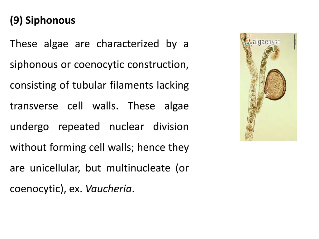 9 siphonous