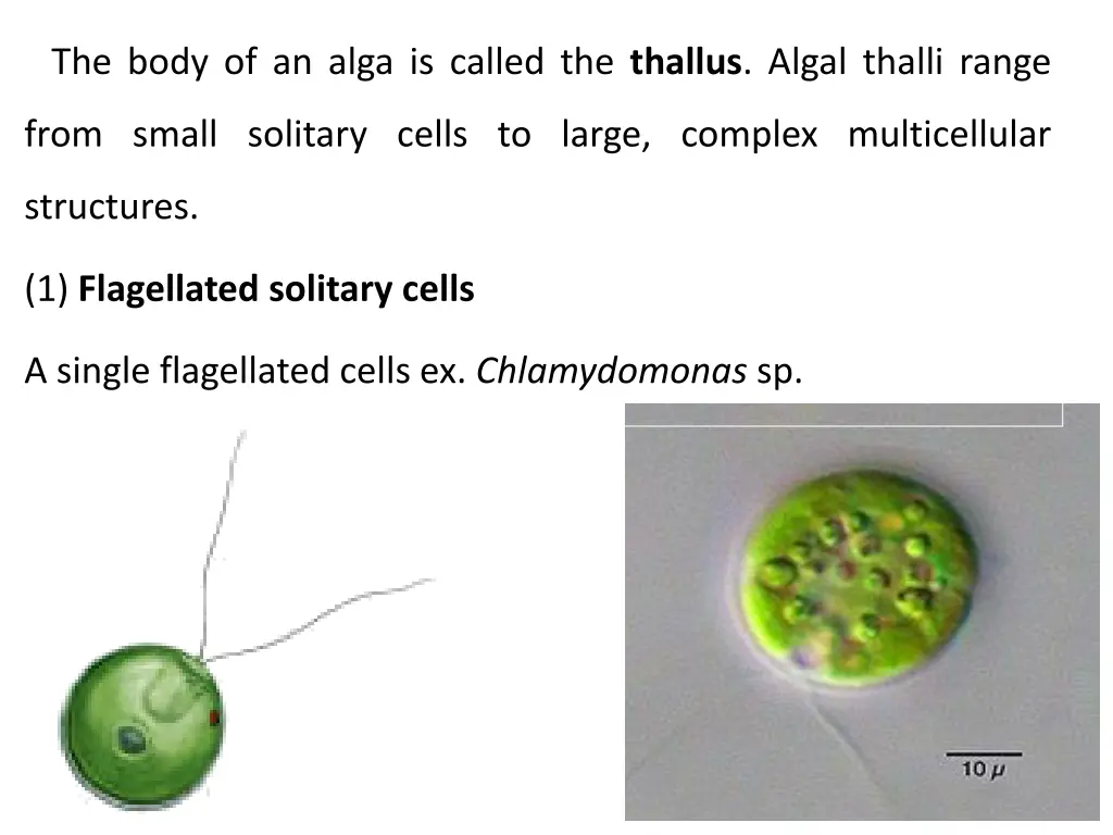 the body of an alga is called the thallus algal