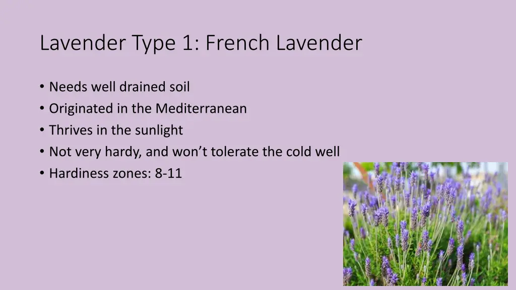 lavender type 1 french lavender