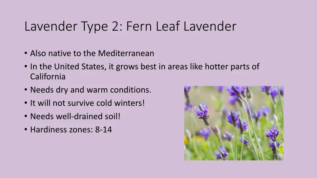 lavender type 2 fern leaf lavender