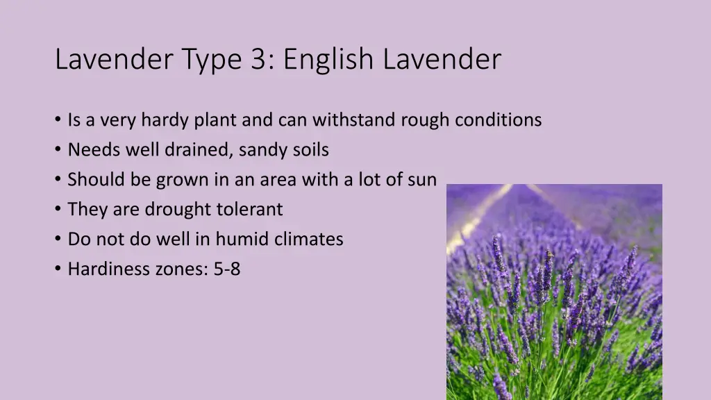 lavender type 3 english lavender