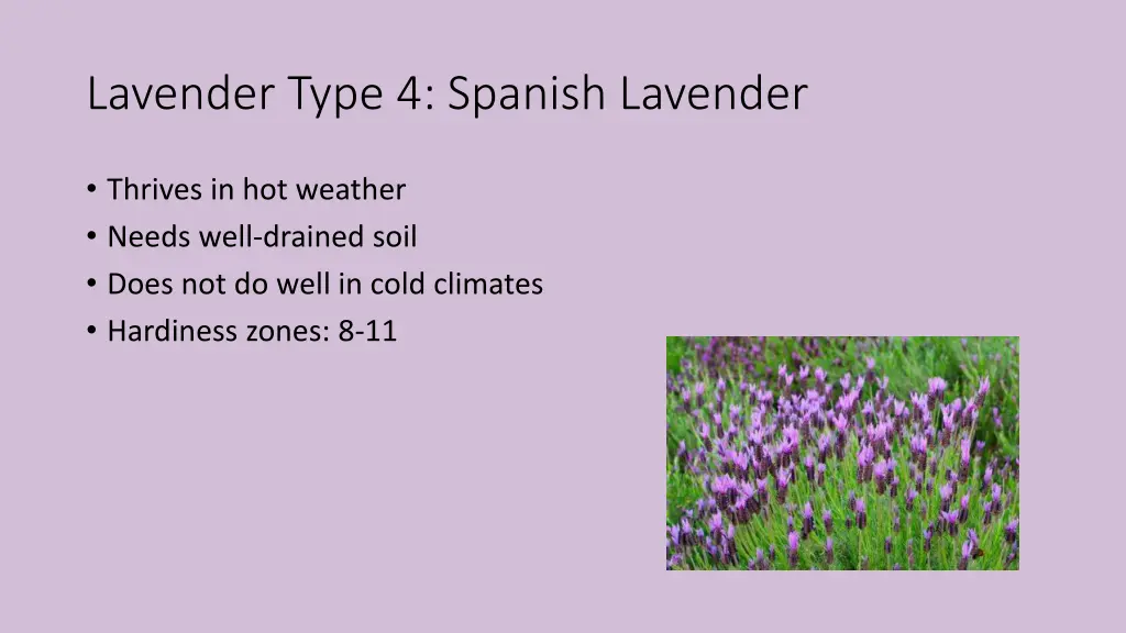 lavender type 4 spanish lavender