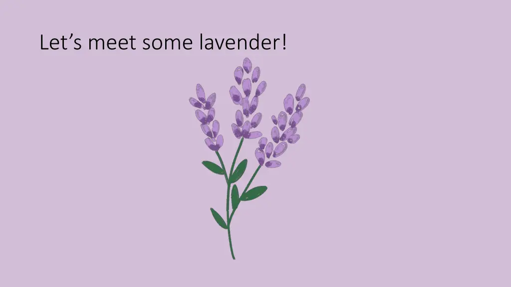 let s meet some lavender