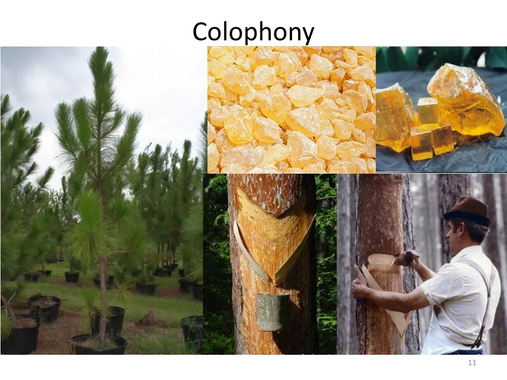 colophony