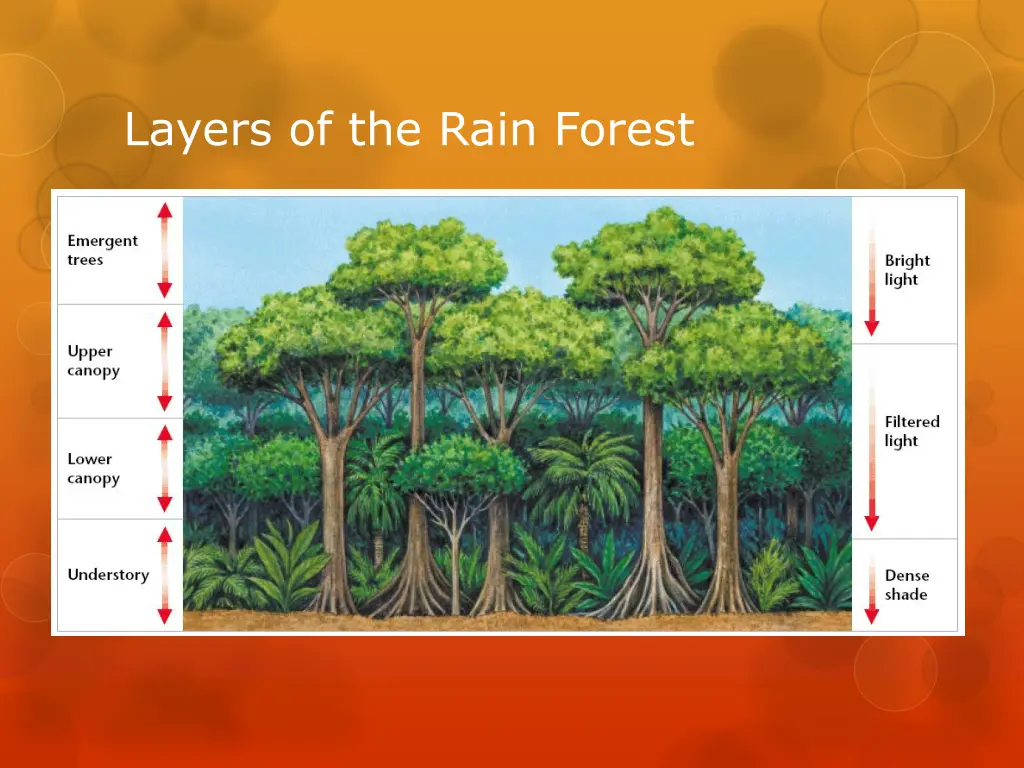 layers of the rain forest