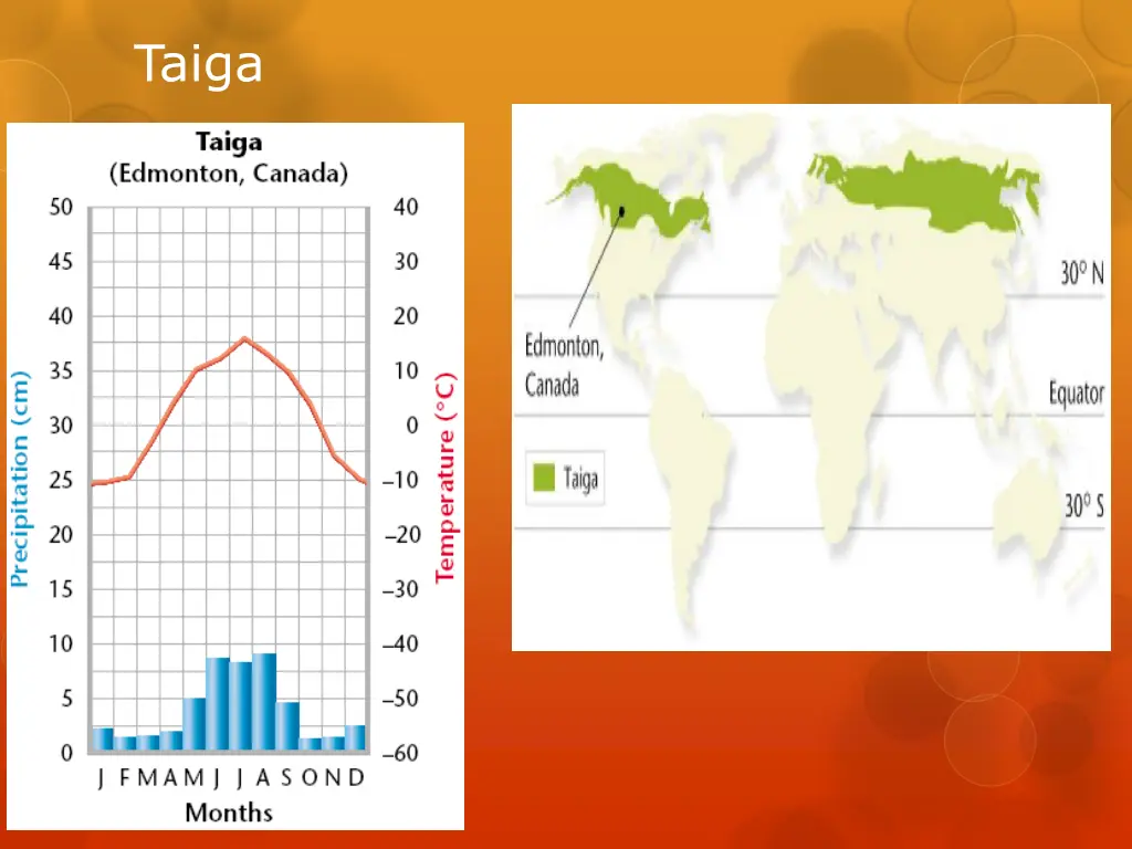 taiga 1