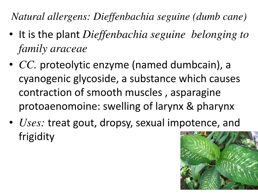 natural allergens dieffenbachia seguine dumb cane