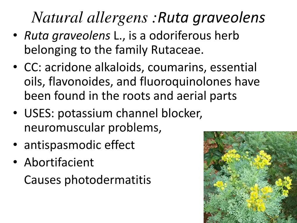 natural allergens ruta graveolens ruta graveolens