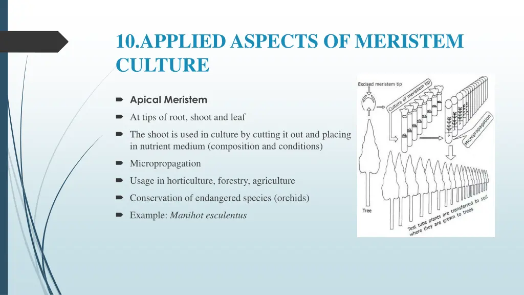 10 applied aspects of meristem culture