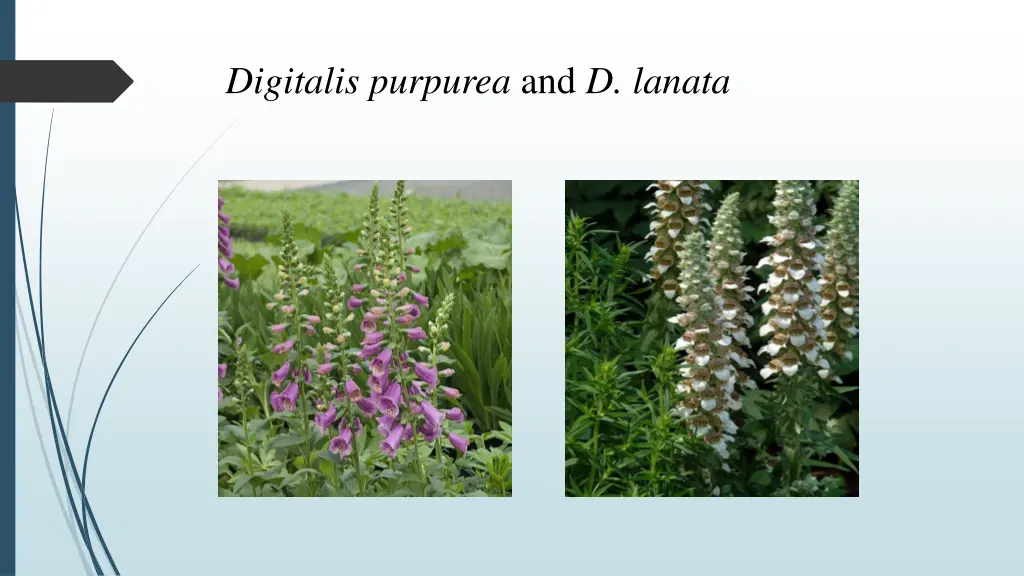 digitalis purpurea and d lanata