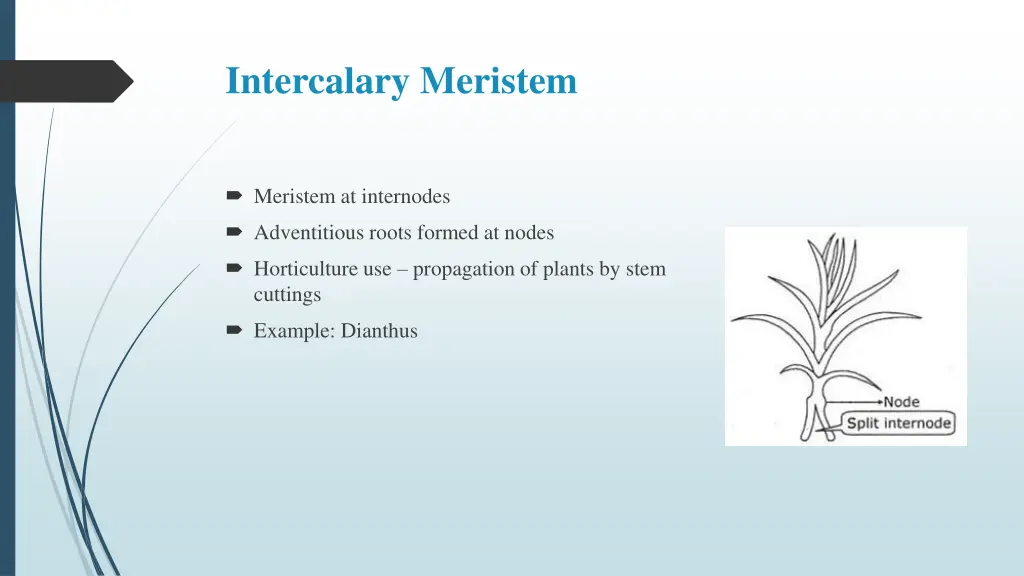 intercalary meristem