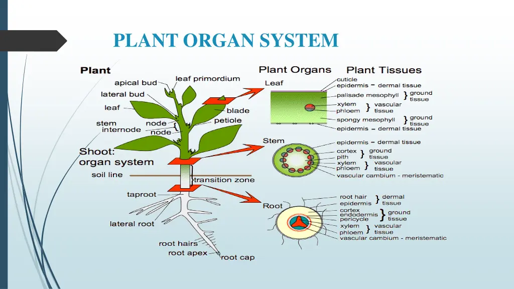 plant organ system