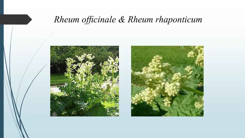 rheum officinale rheum rhaponticum