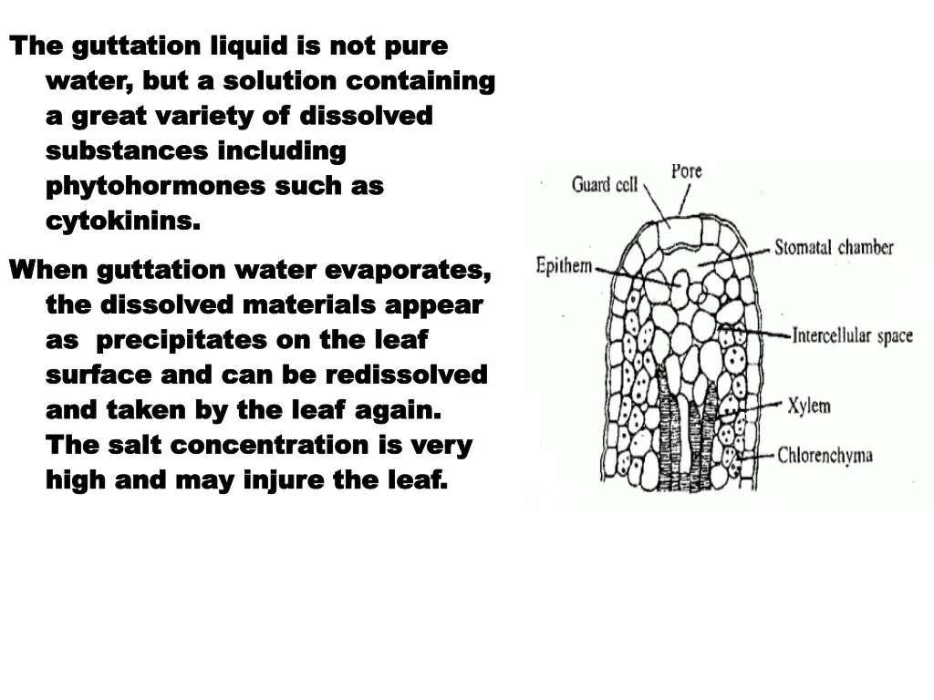 the guttation liquid is not pure the guttation